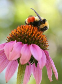 bee